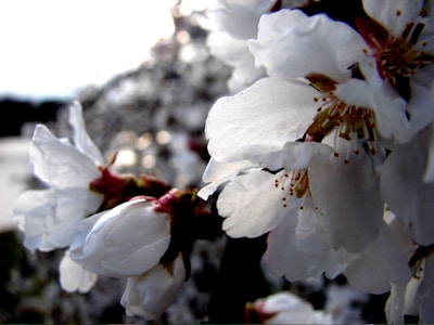 Close-up of white blossoms with delicate petals and stamen, possibly cherry or almond flowers, against a blurred background.