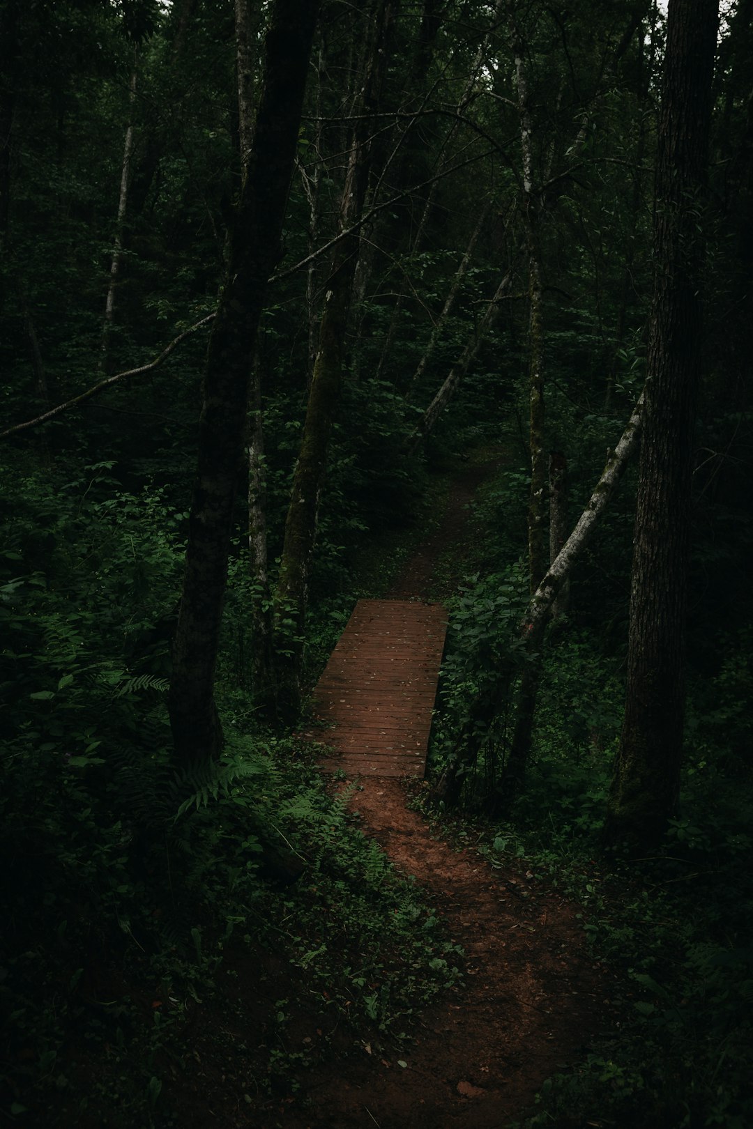 brown wooden bridge in the middle of forest