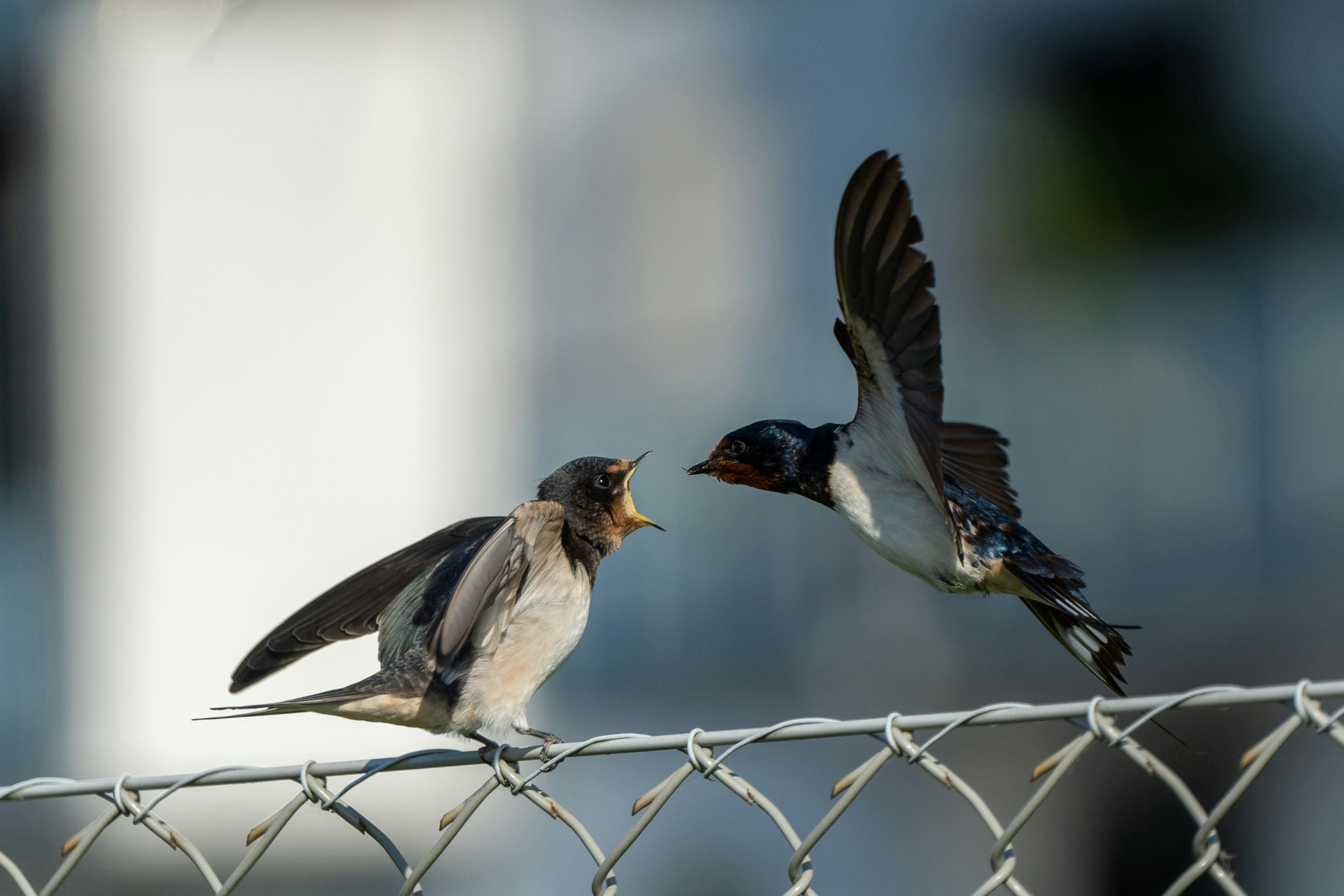 white and black bird on white metal fence during daytime