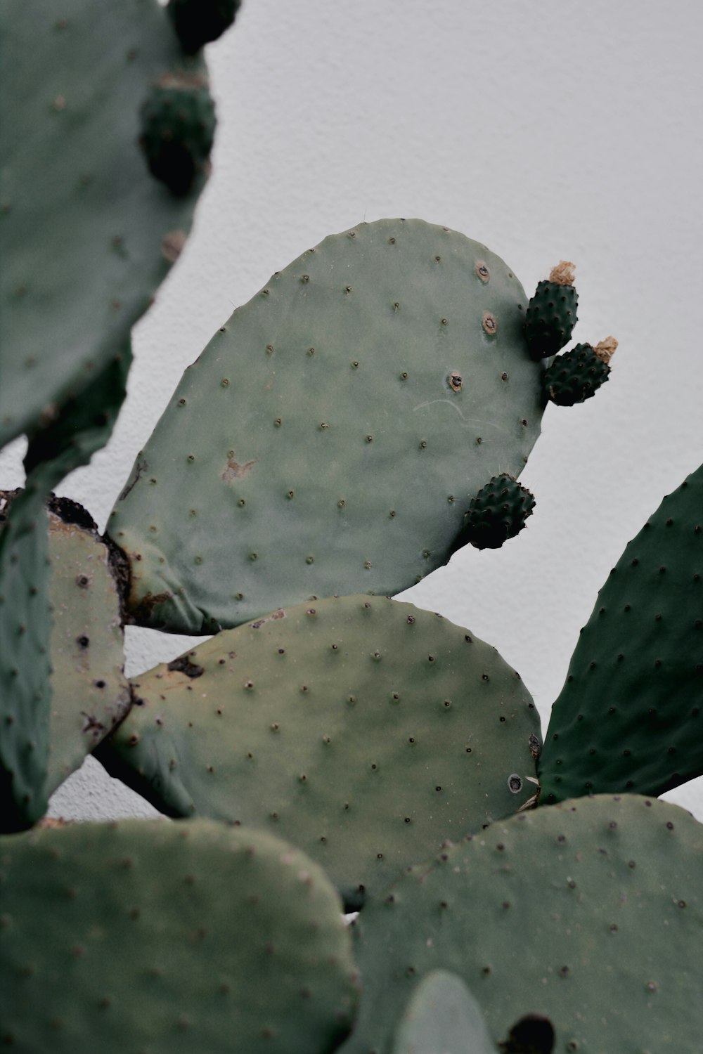 Planta de cactus verde sobre superficie blanca