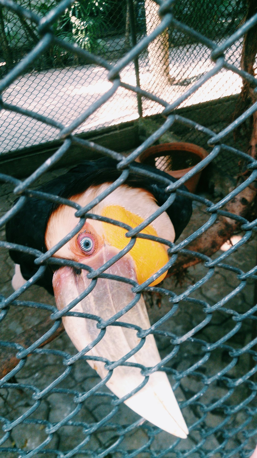 yellow and black bird on cage