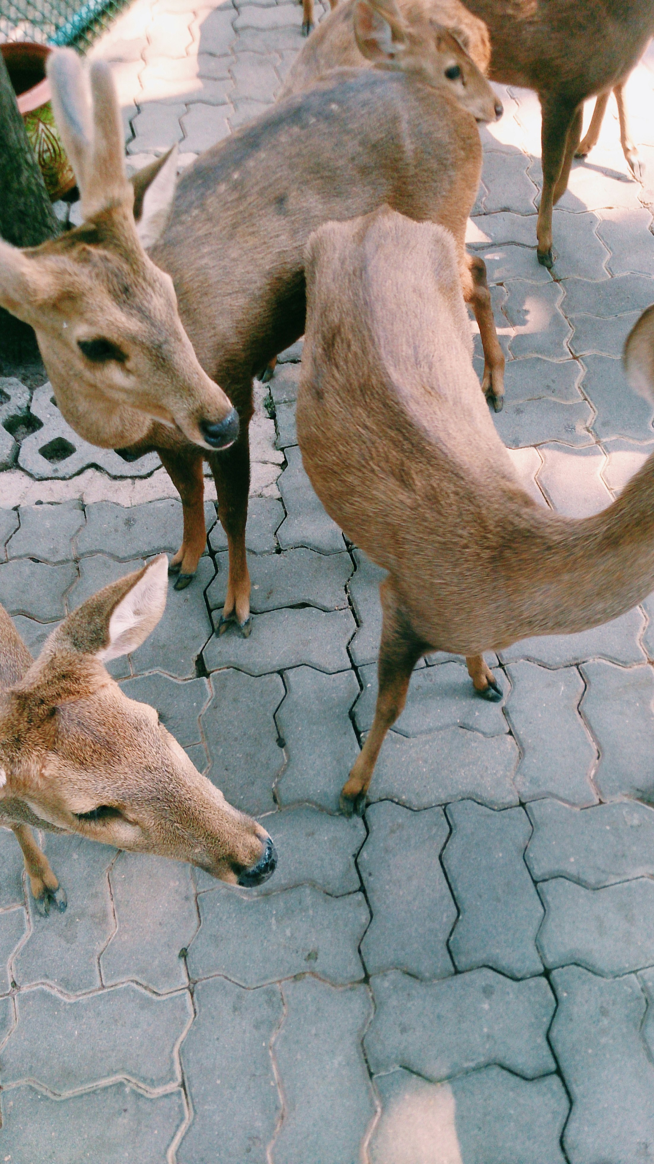 three brown deer on gray concrete floor
