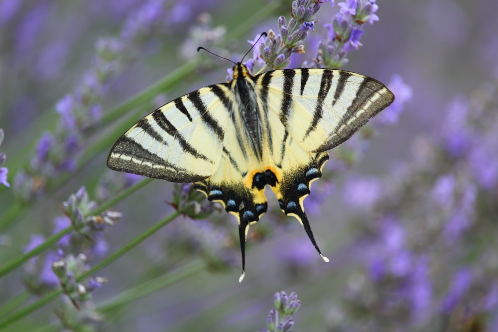 white and black butterfly perched on purple flower in close up photography during daytime