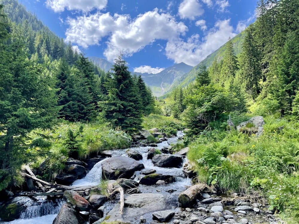 green trees and river under blue sky during daytime