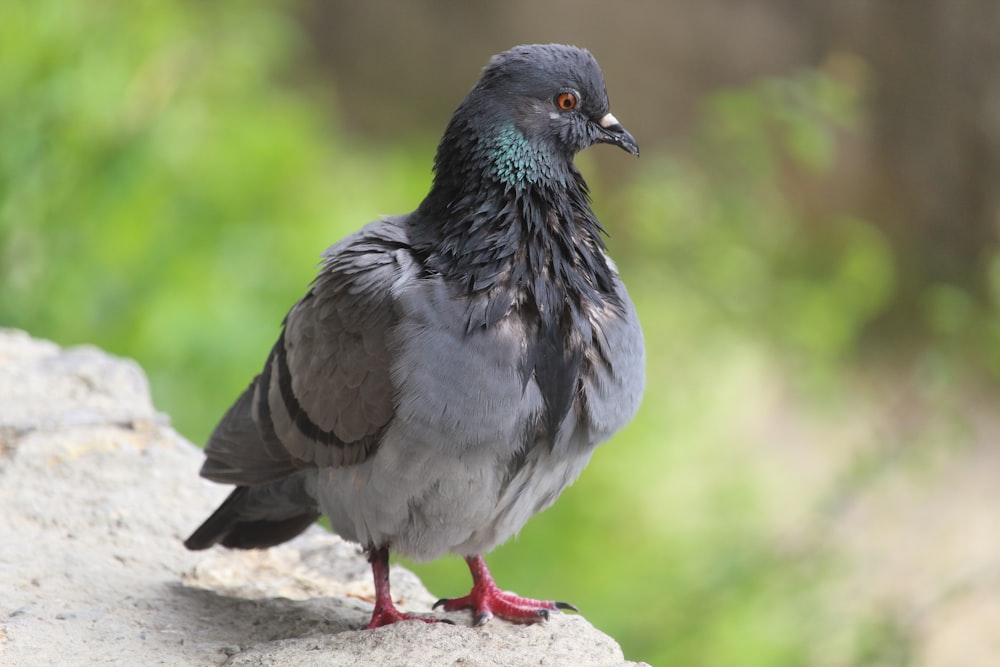 gray and green pigeon on gray concrete surface during daytime