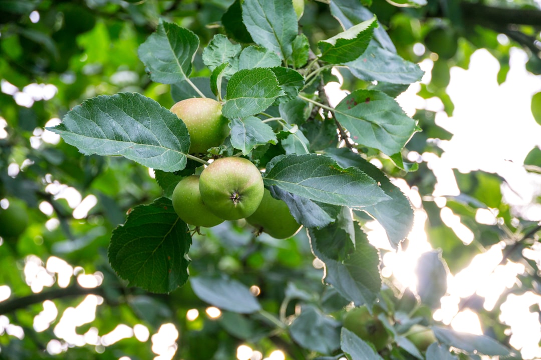 green round fruit on tree during daytime