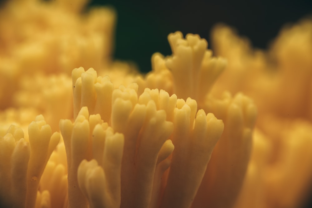 yellow flower petals in close up photography