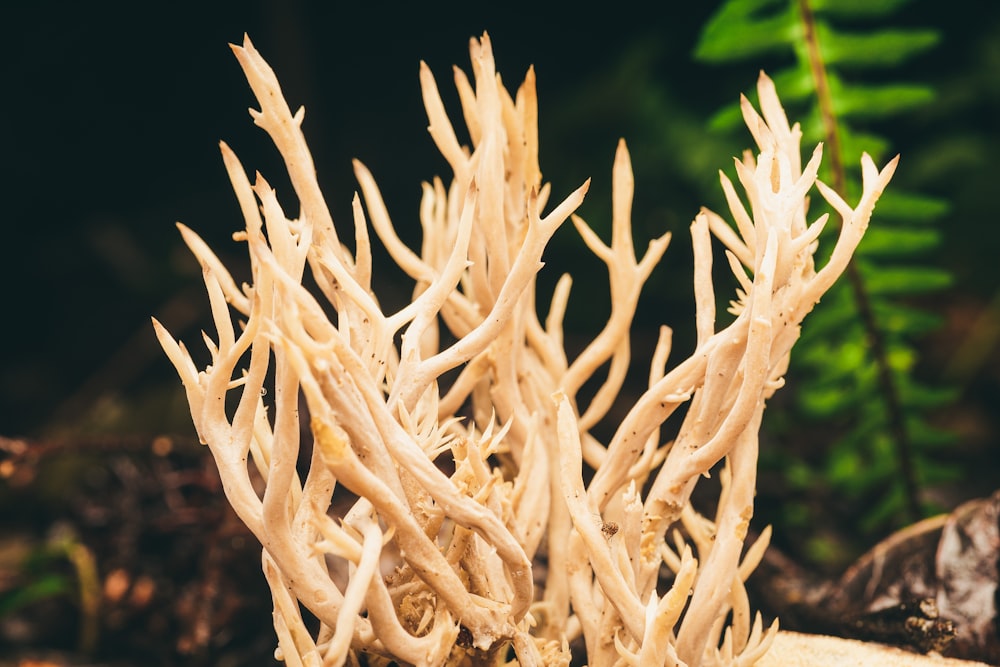 white plant in close up photography