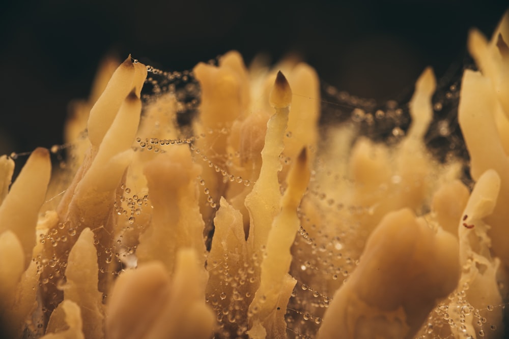 white smoke in water in close up photography