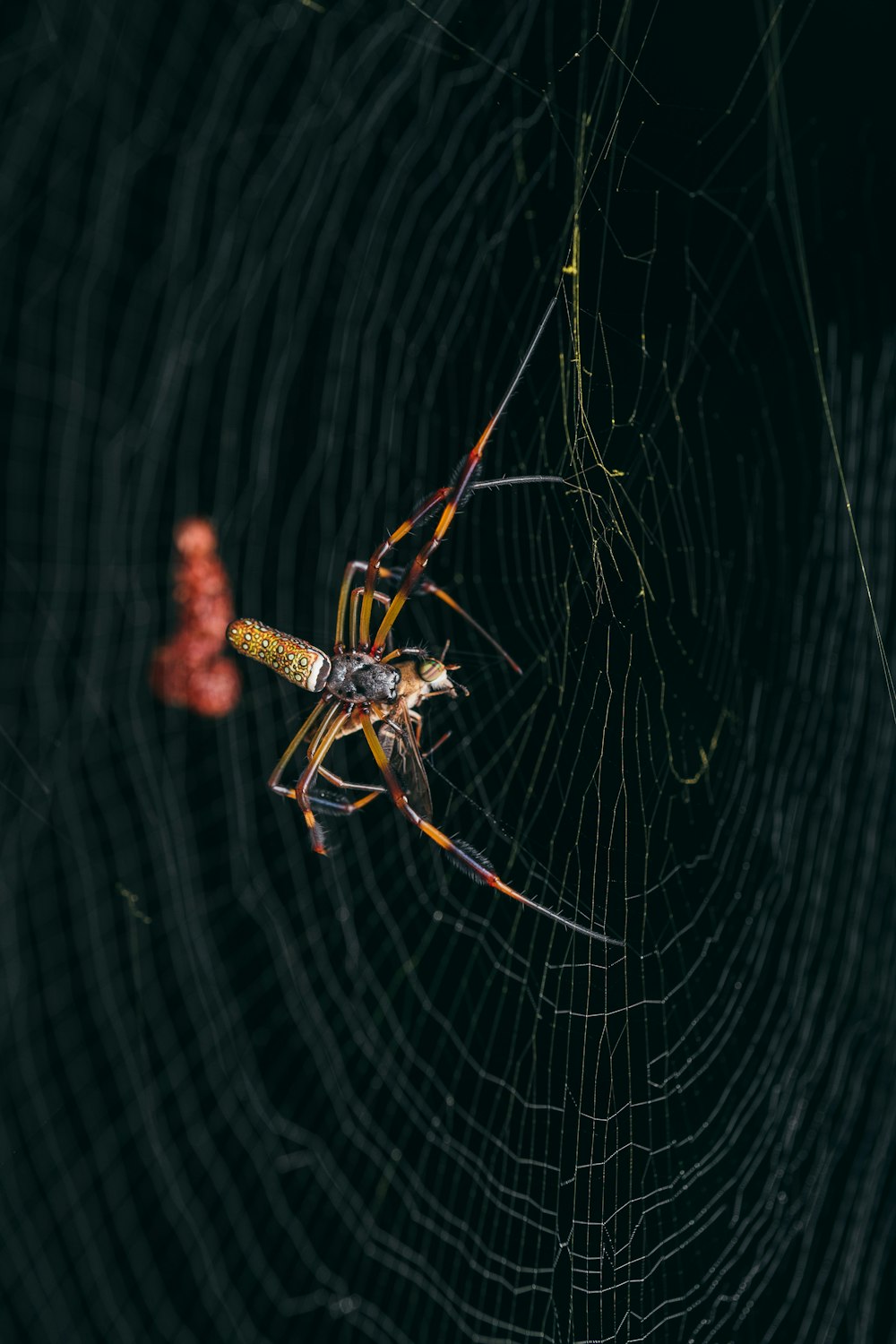 araignée brune et noire sur toile