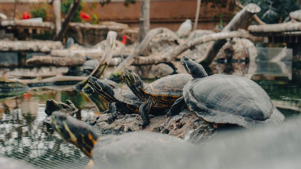 brown and black turtle on gray rock