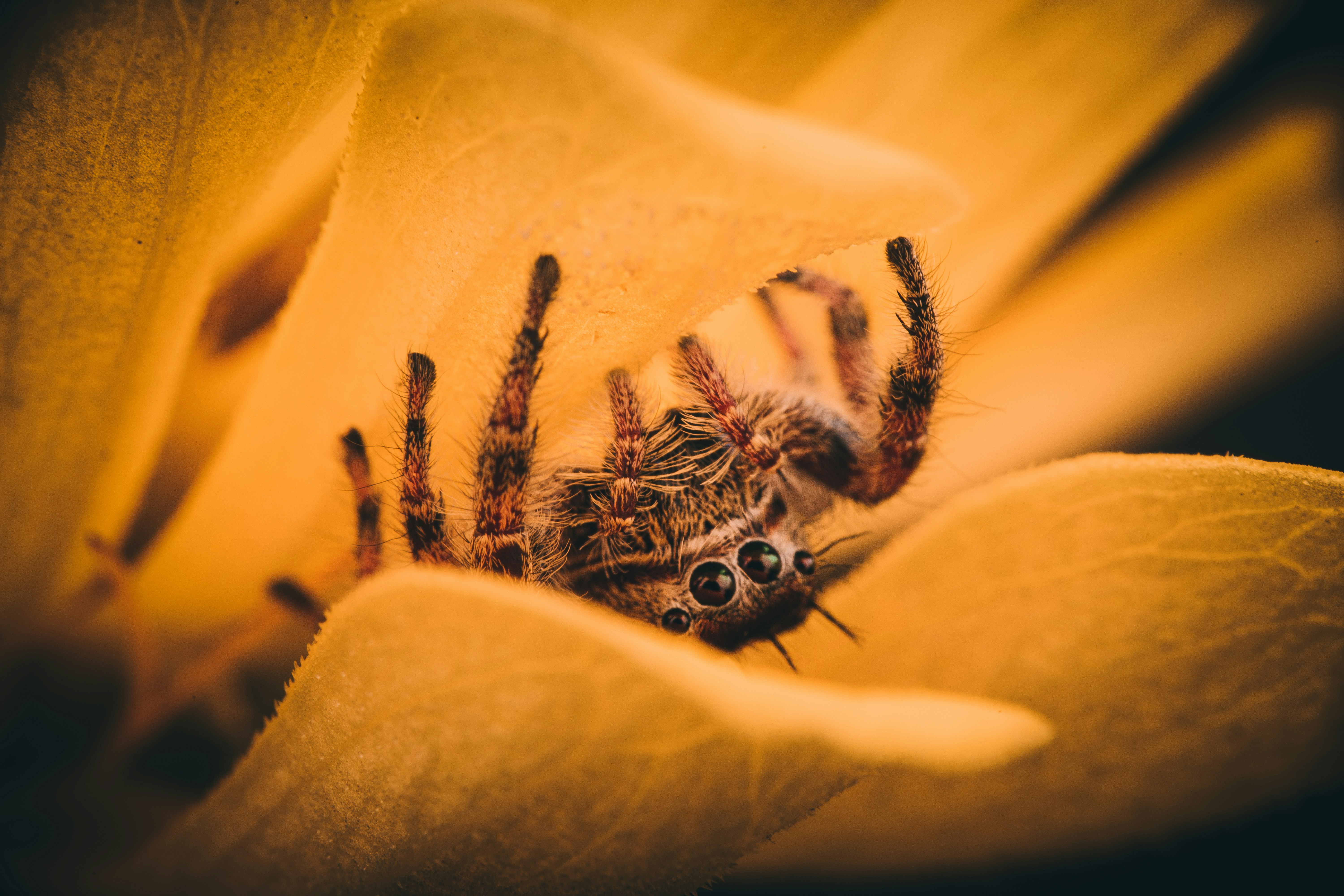 Photo by timothycdykes