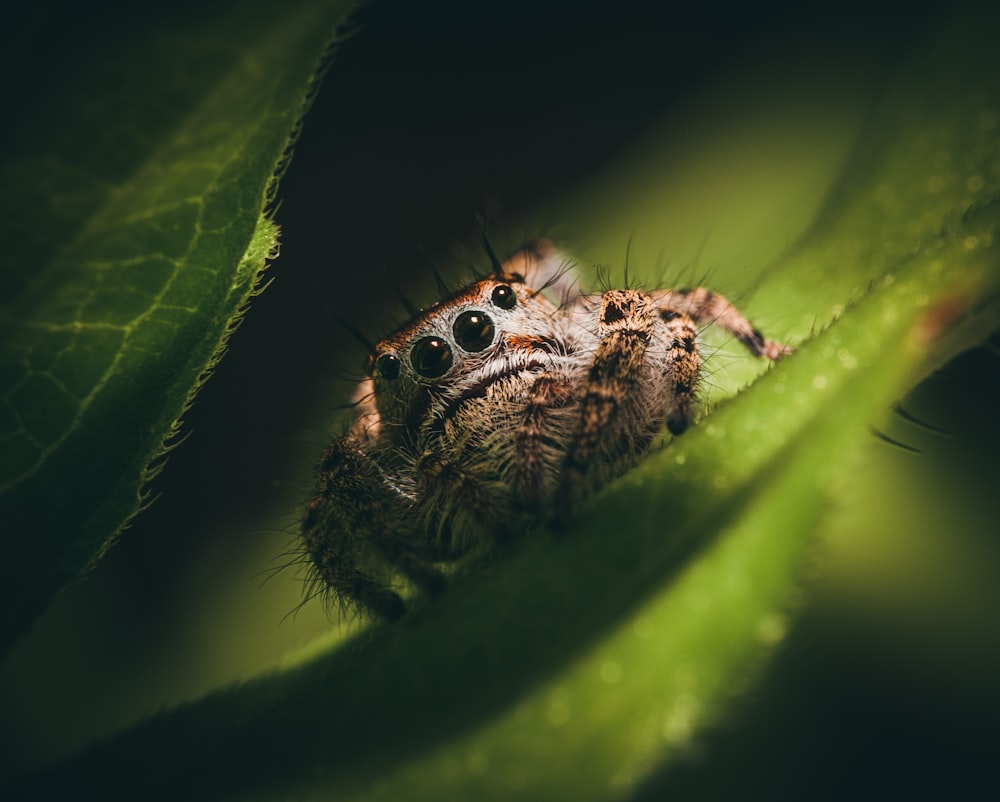 brown spider on green leaf