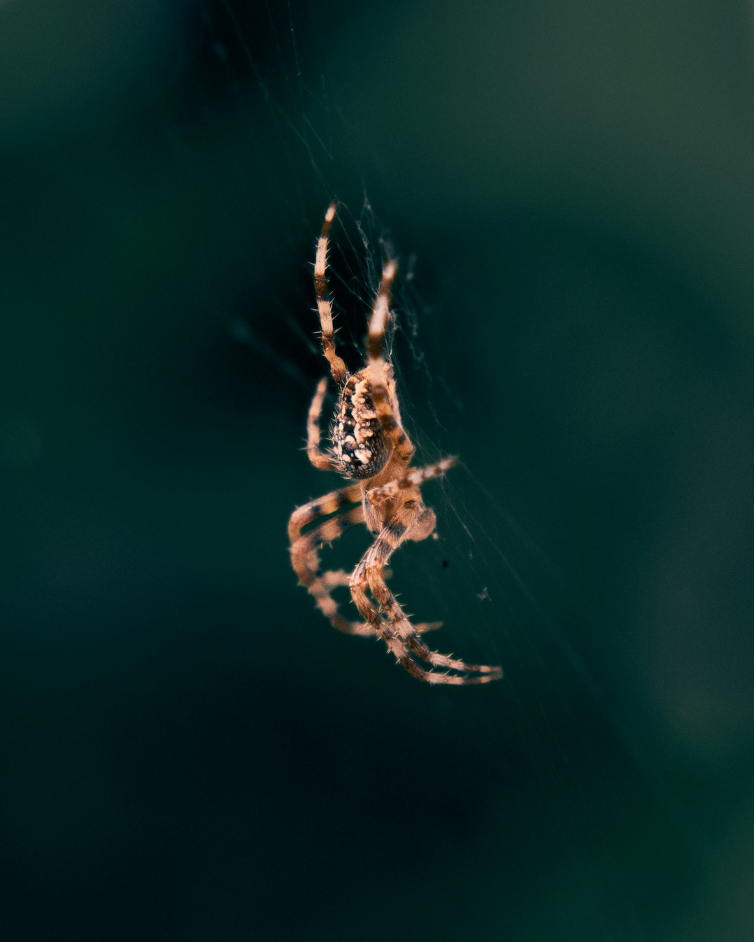 brown and black spider on web in close up photography