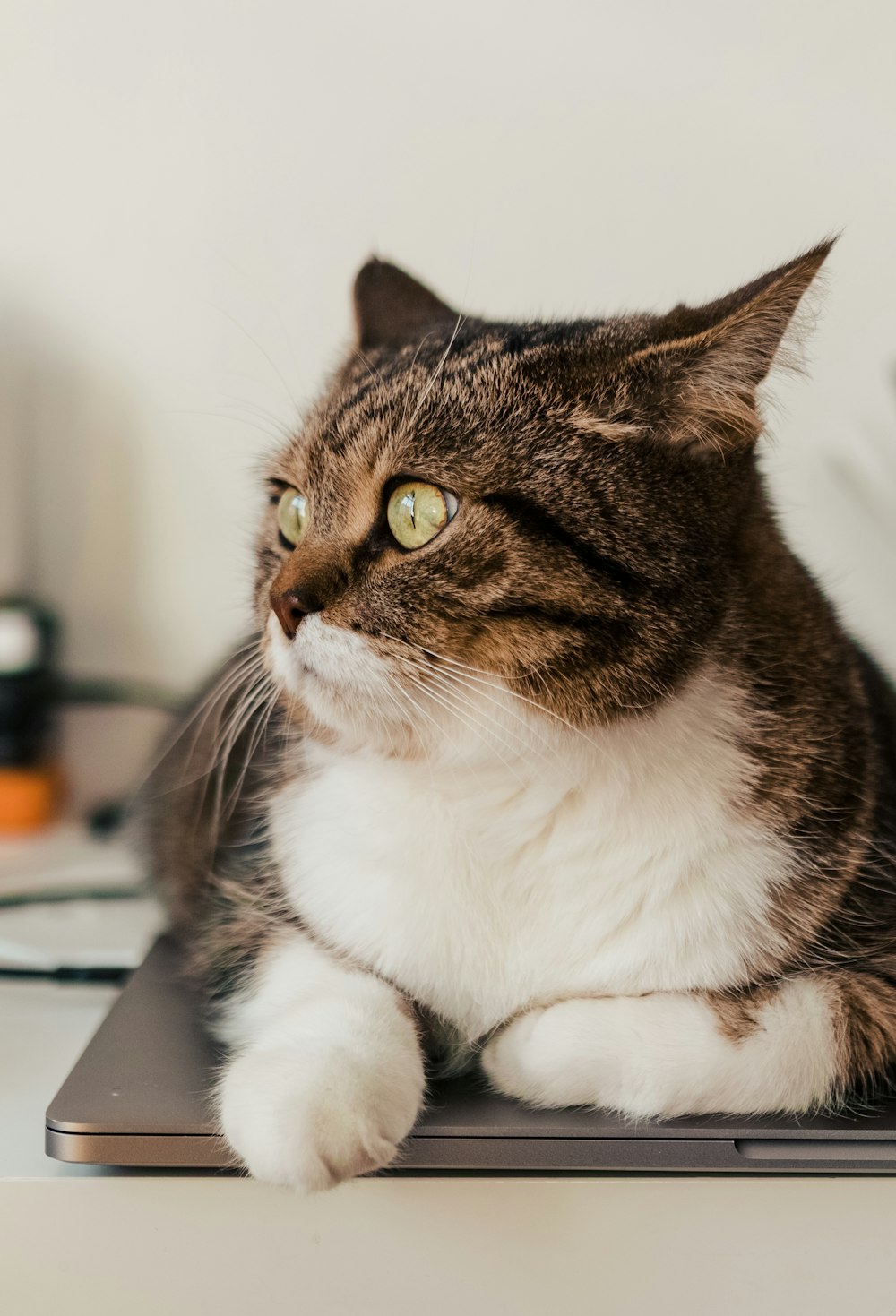 Gato marrón y blanco en MacBook Pro