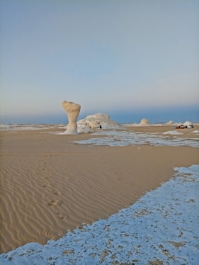 white sea lion on brown sand during daytime