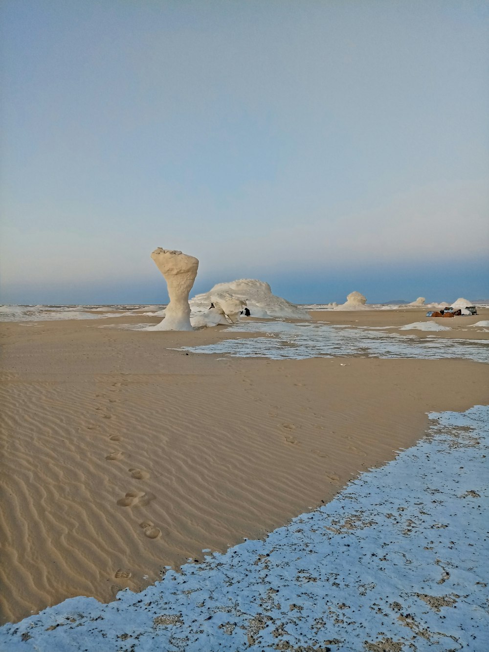 昼間の茶色い砂浜の白いアシカ