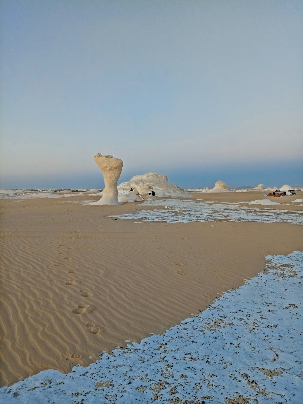 white sea lion on brown sand during daytime