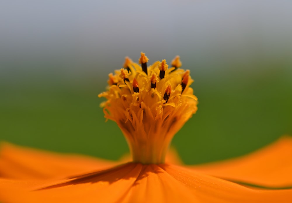 fleur jaune dans l’objectif macro