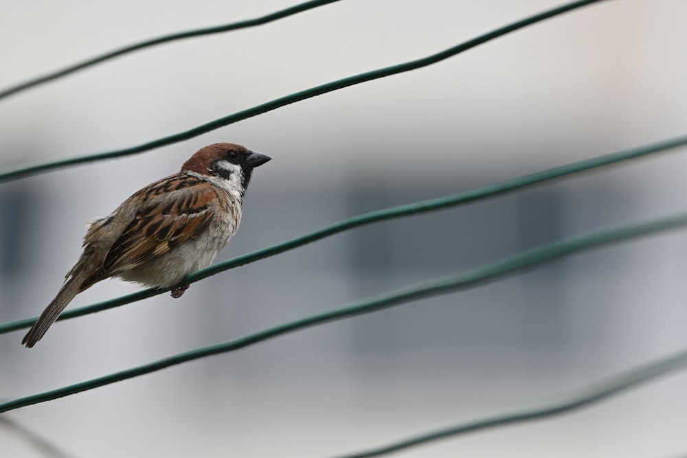 緑のワイヤーに茶色と白の鳥