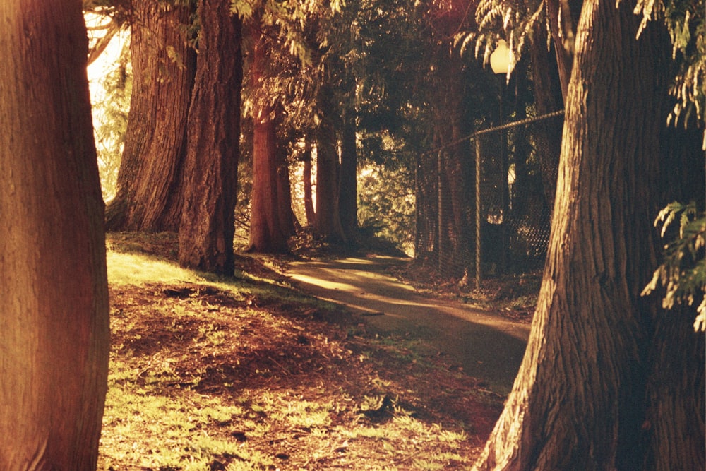 brown trees on brown grass field during daytime