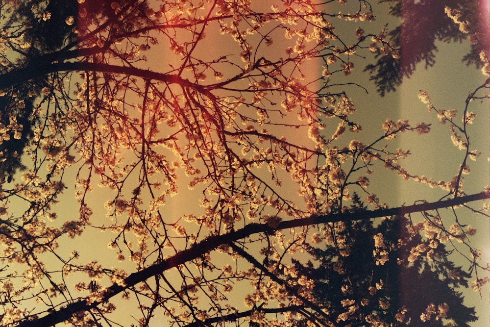 brown leaves on tree branch during daytime