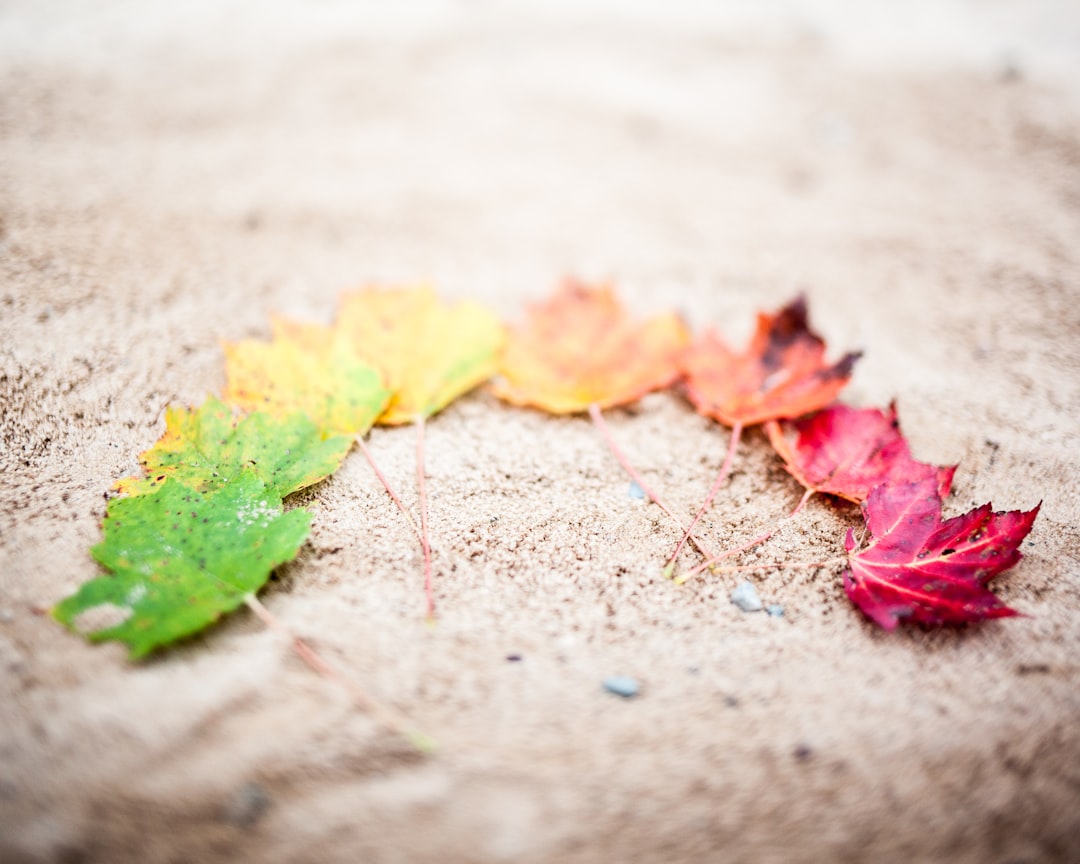 red yellow and green maple leaves on gray concrete floor