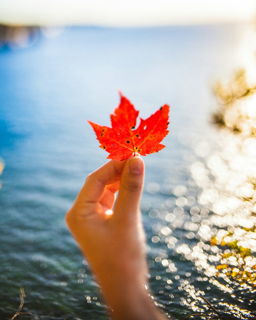 red maple leaf on persons hand