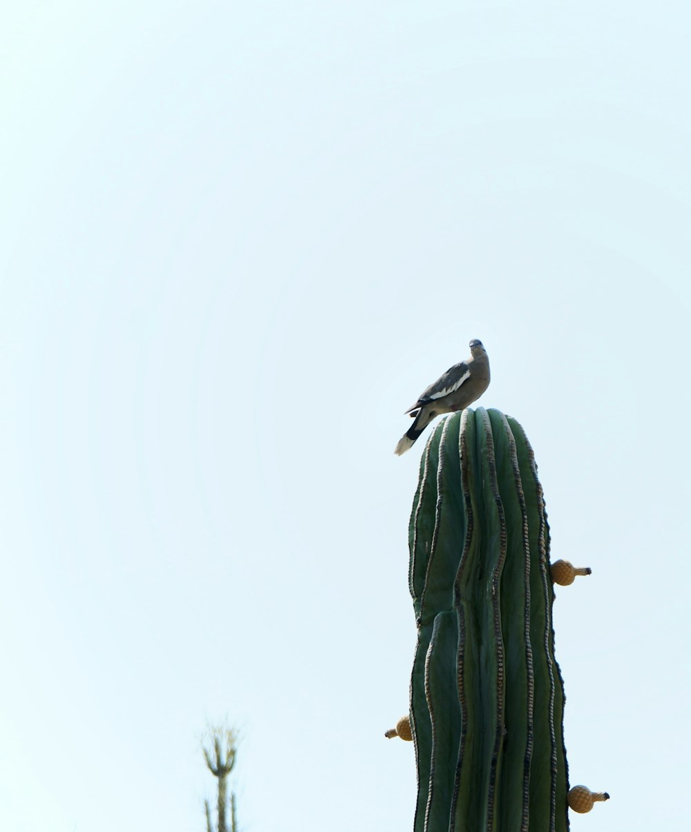 black and white bird on green tree