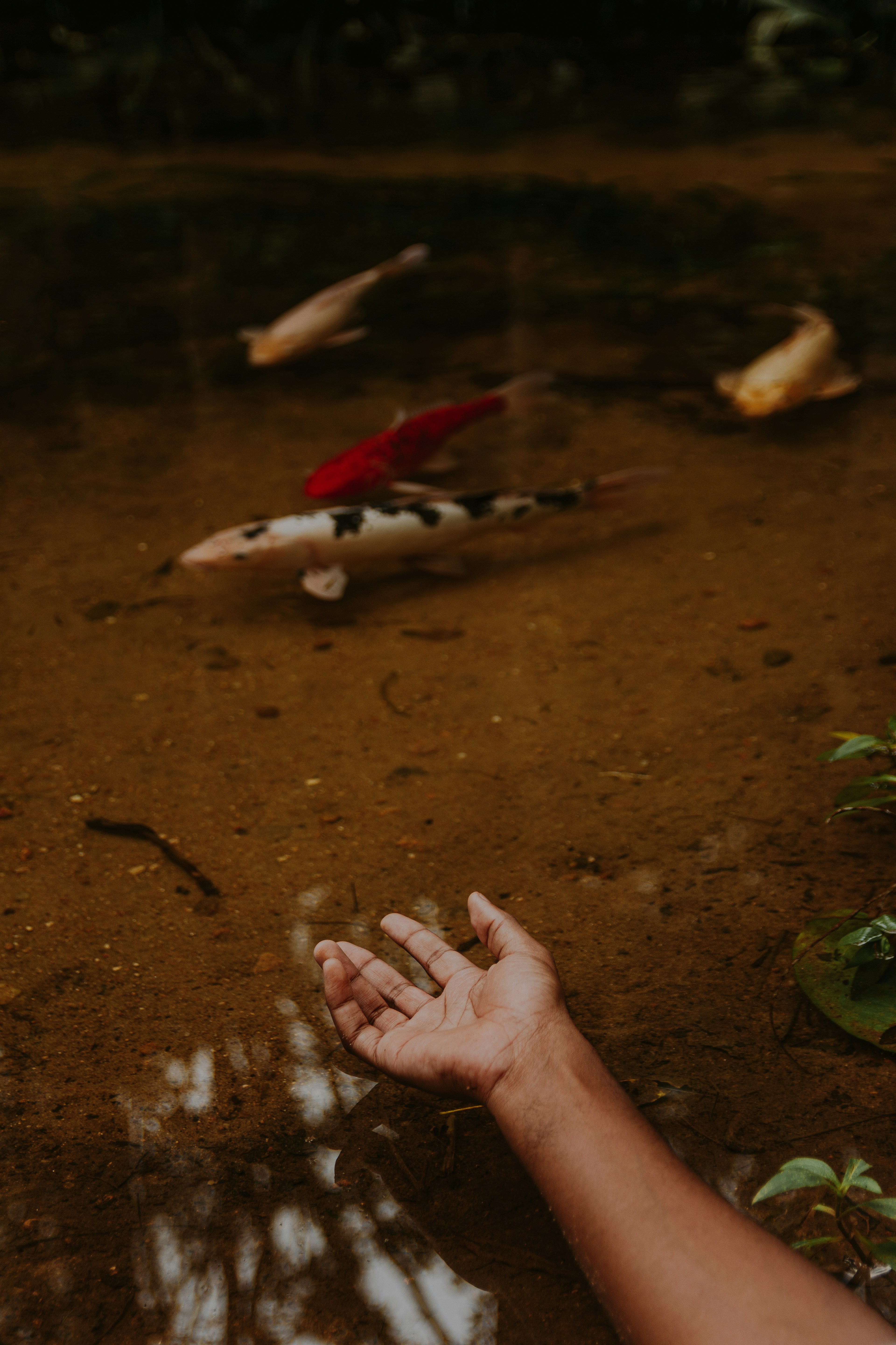 person holding silver fish on water