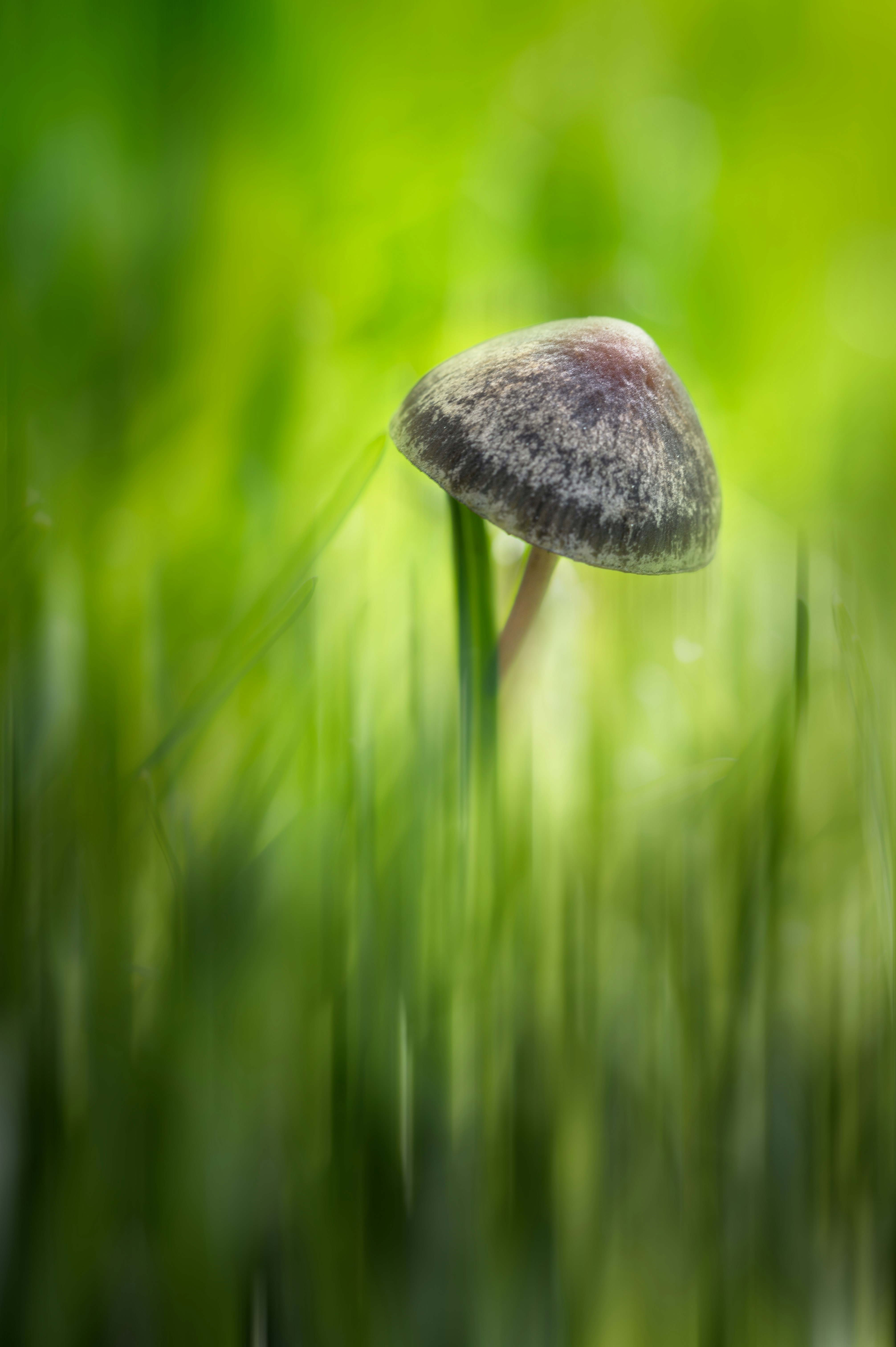 昼間の緑の芝生のフィールドで茶色のキノコの写真 Unsplashで見つけるキノコの無料写真