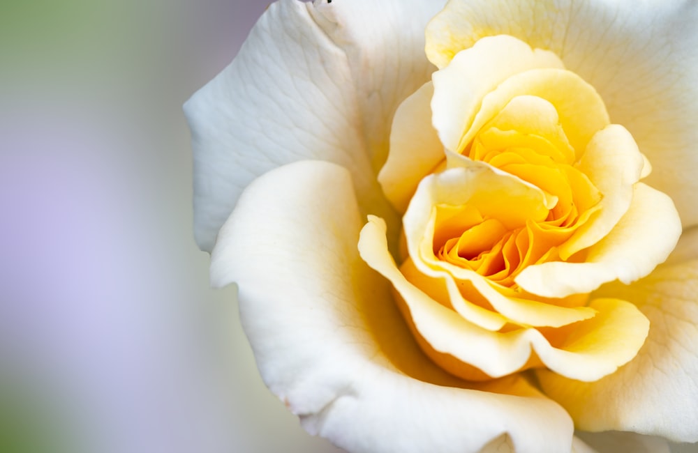 white rose in bloom close up photo