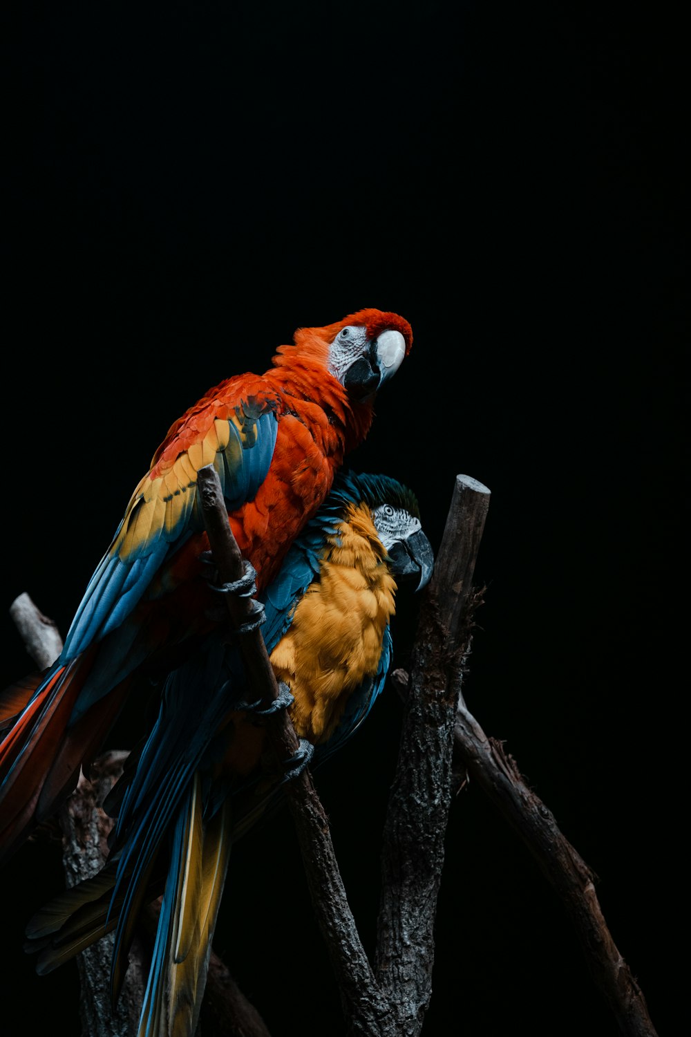 red blue and yellow macaw