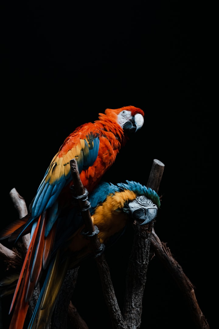 Hunting Macaws in the night