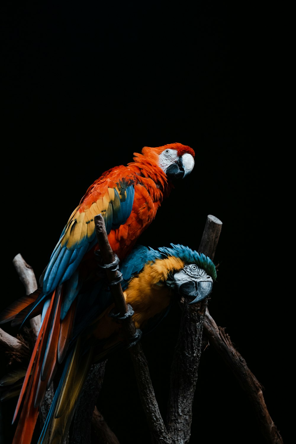 red yellow and blue macaw