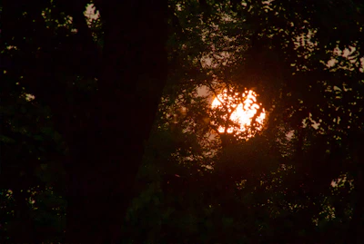 A cinematic still capturing a golden hour scene with warm light filtering through trees.
