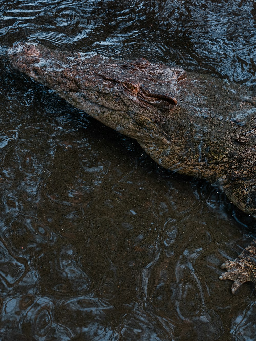 brown tree log on water
