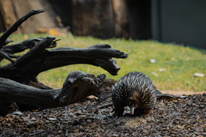 A curious echidna slowly making its way through leaf litter in a shaded forest