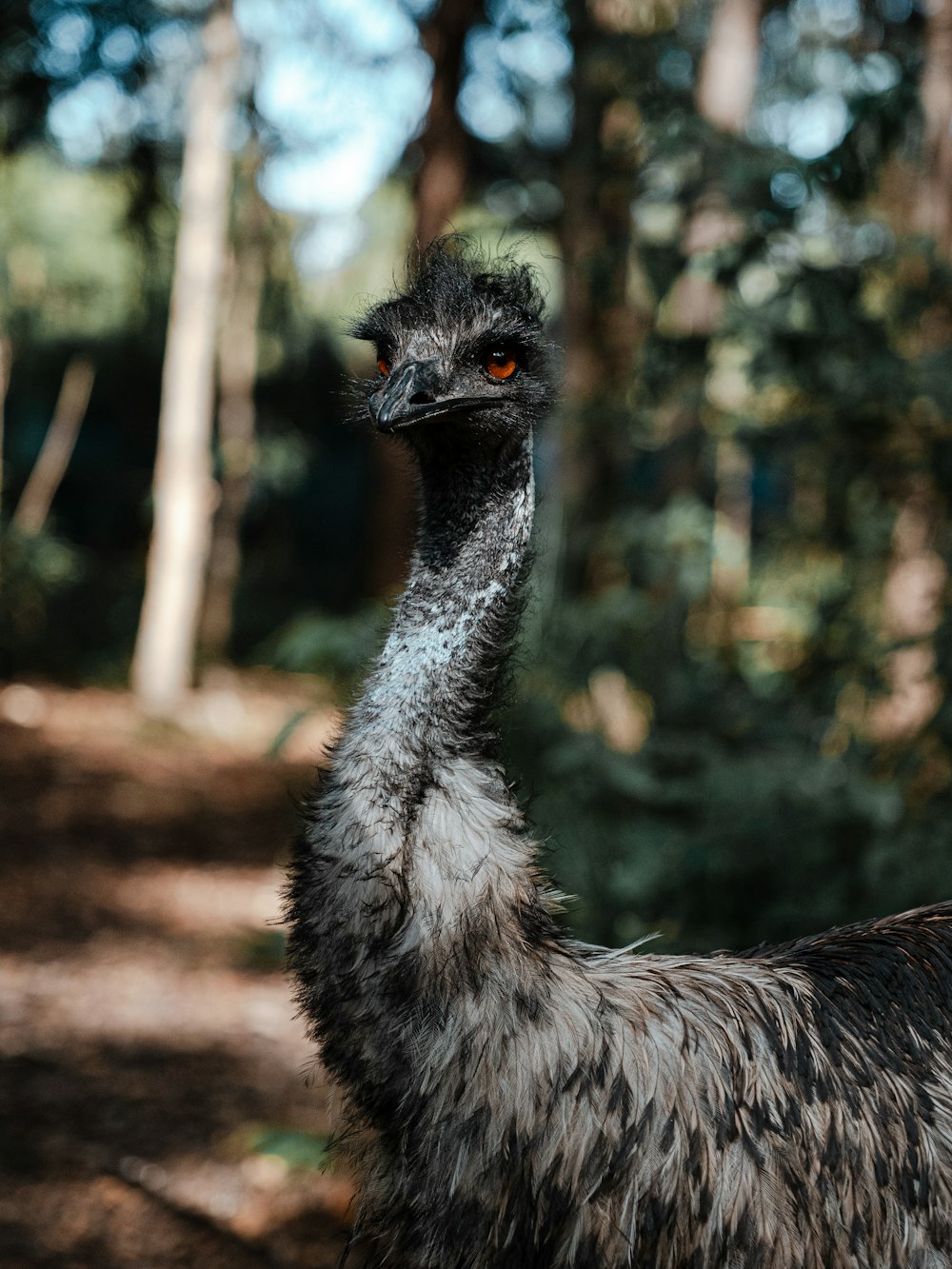 ostrich standing on brown ground during daytime