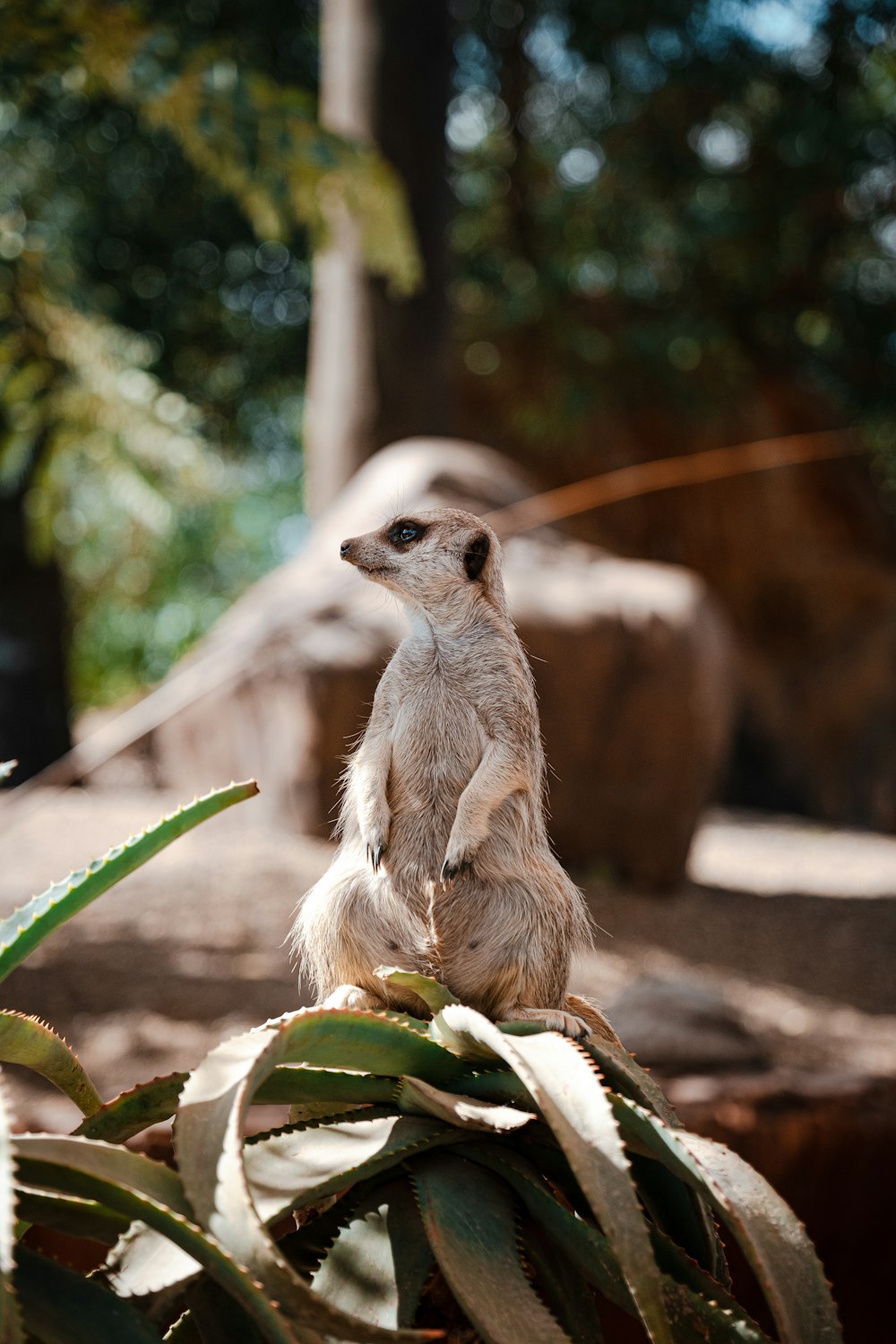 brown and white animal on brown soil during daytime