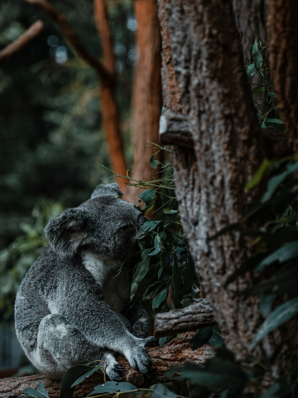 orso koala sul ramo marrone dell'albero durante il giorno