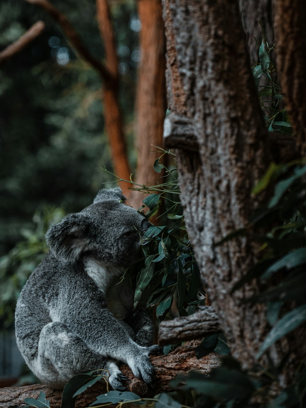 Oso koala en la rama marrón de un árbol durante el día