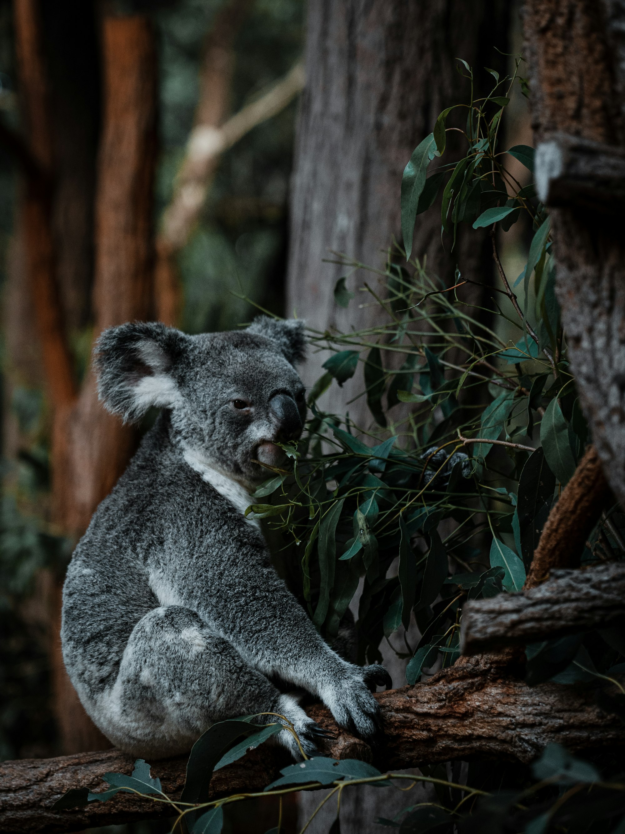 Female koala eating leaves at Australia Zoo.