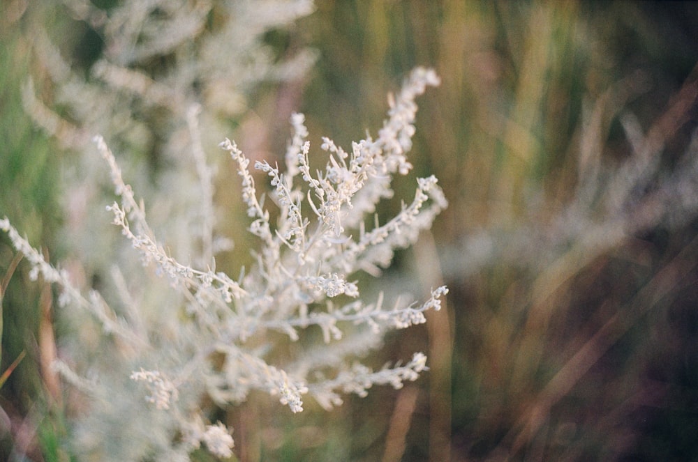 white flower in tilt shift lens