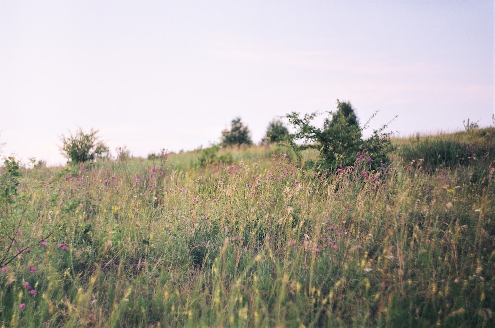 green grass field during daytime