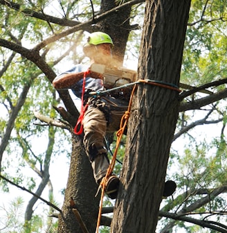 man in red and black shirt climbing on brown tree during daytime