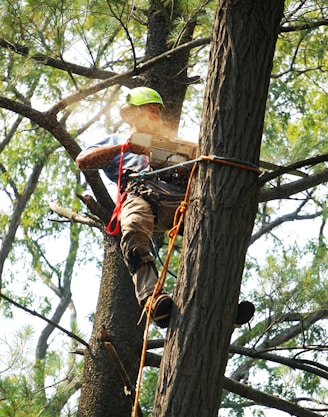 man in red and black shirt climbing on brown tree during daytime