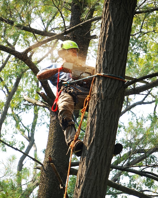 man in red and black shirt climbing on brown tree during daytime