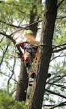 man in red and black shirt climbing on brown tree during daytime