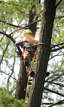 man in red and black shirt climbing on brown tree during daytime